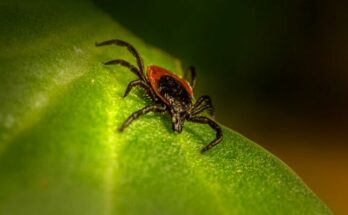 Tick on the leaf