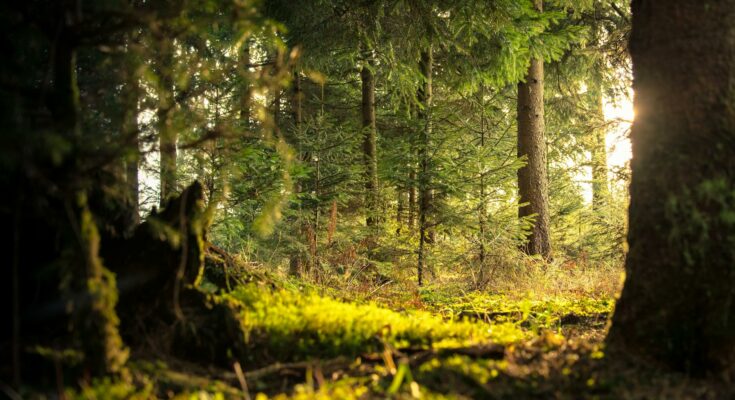 Forest