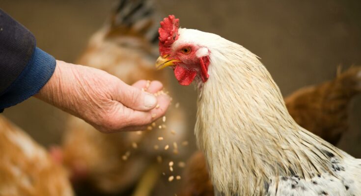 Person feeding chicken