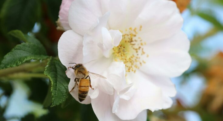 Honey bee on a rose
