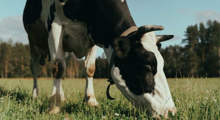 Black and white cow on green grass field