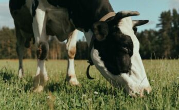 Black and white cow on green grass field