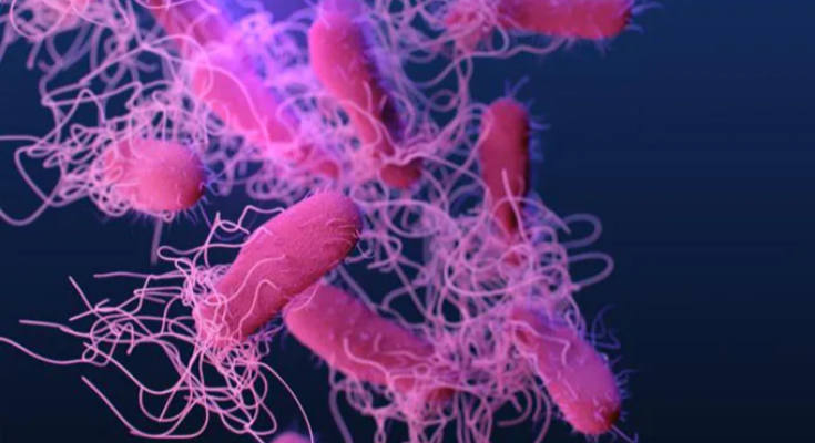 Salmonella