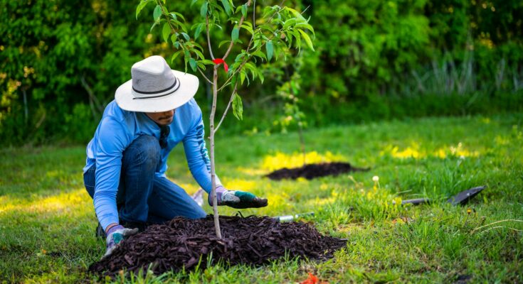 Man planting a tree