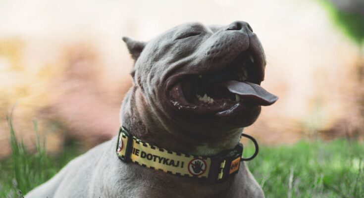 Pit bull