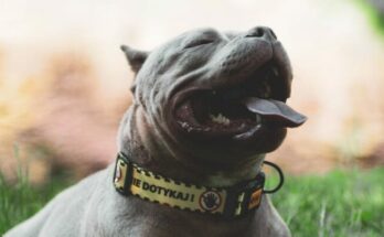 Pit bull
