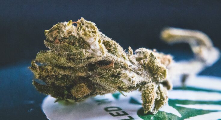 Cannabis
