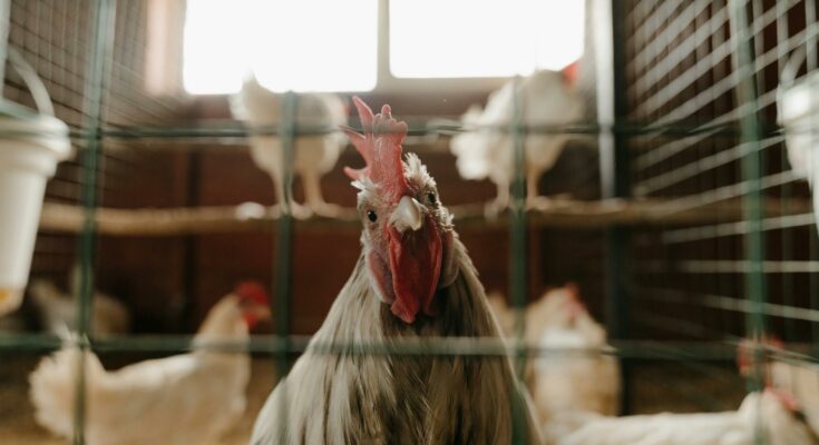 White and brown rooster