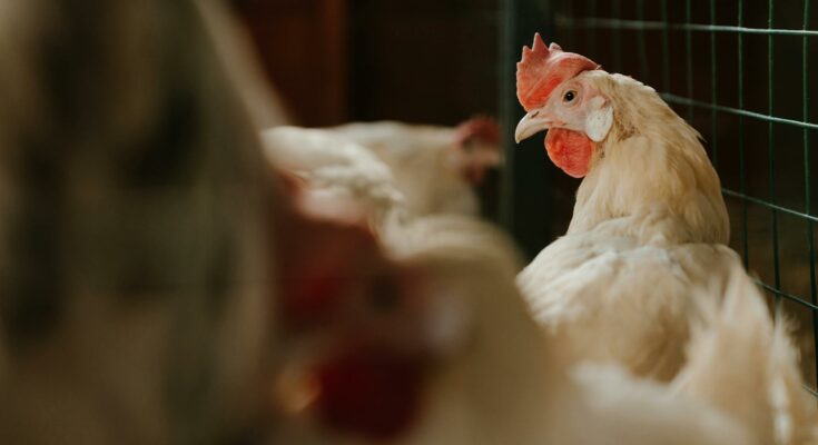 Poultry farm
