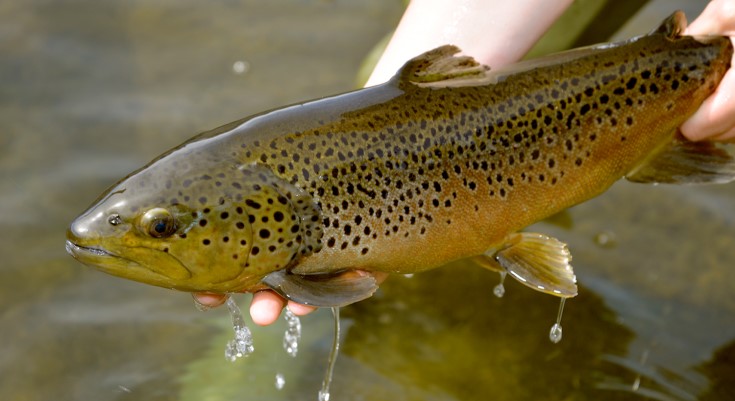Trout