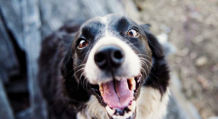 Adult black and white border collie