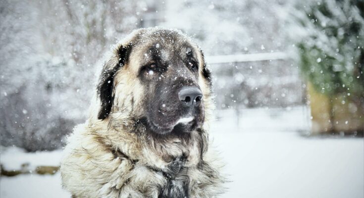 Dog in snow