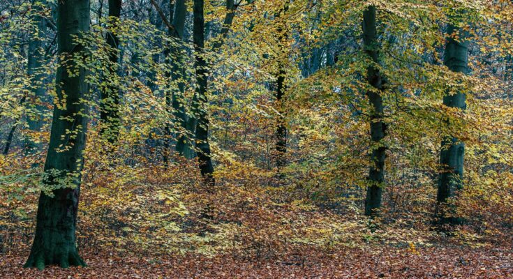 Serene autumn forest with tree foliage
