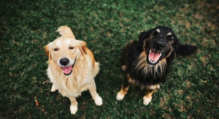 Two happy dogs