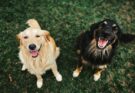 Caln Township Weighs Veterinary Office in Industrial District