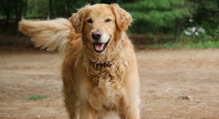 Golden Retriever