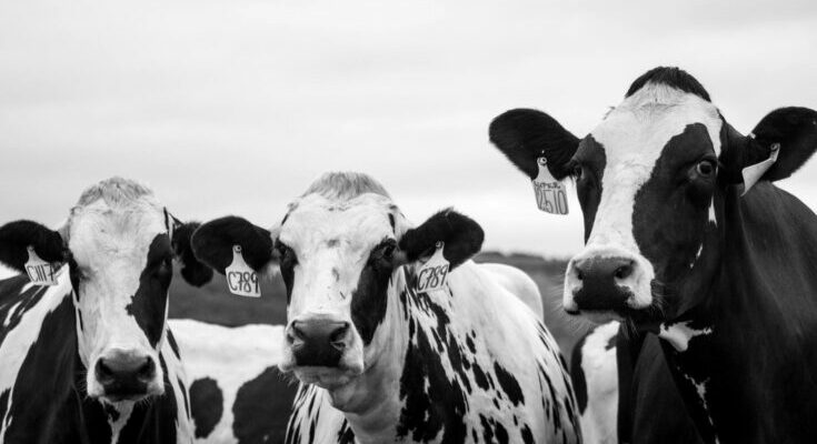 Cows
