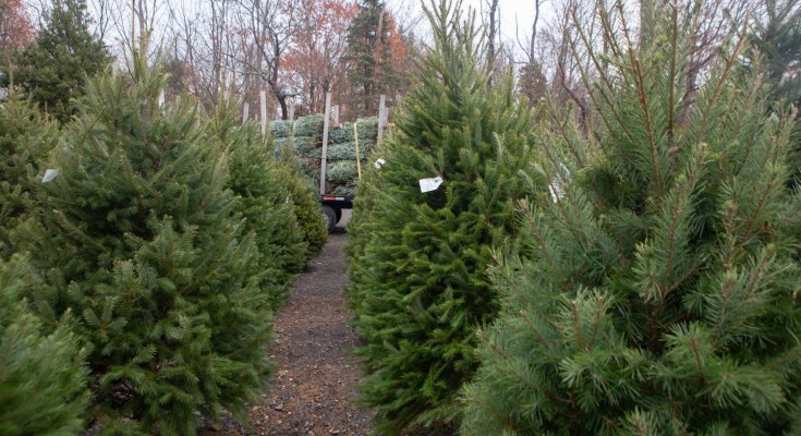 Trees For Troops
