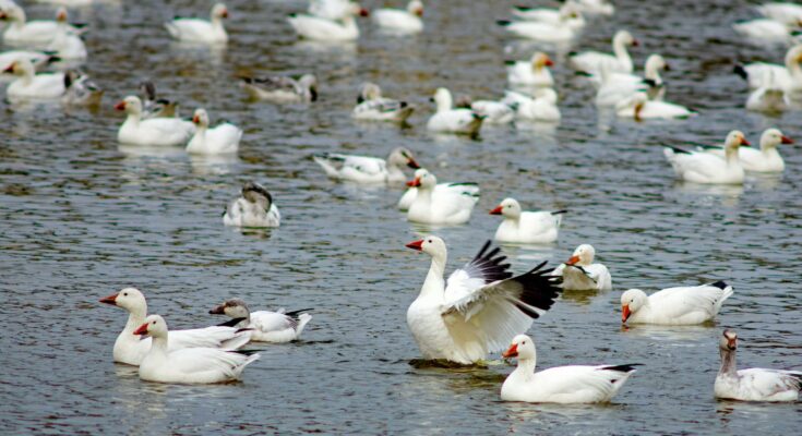 Snow Geese