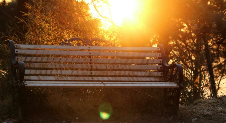 Park bench surrounded by trees