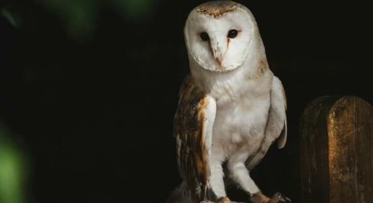 Barn owl perched on tree