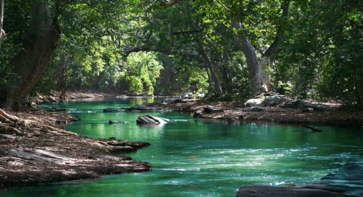 Body of water between green leaf trees