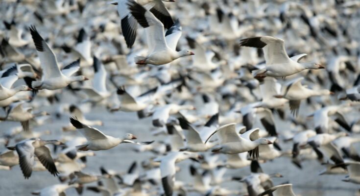 Snow geese