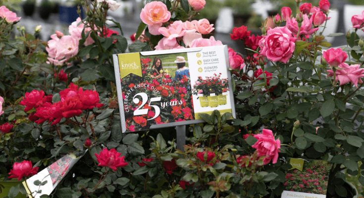 Knock Out Rose Anniversary