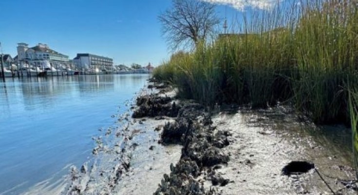 The Lewes Ball Field Living Shoreline Project at low tide