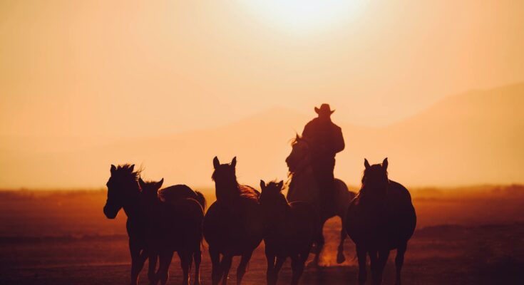 Cowboy and herd of horses