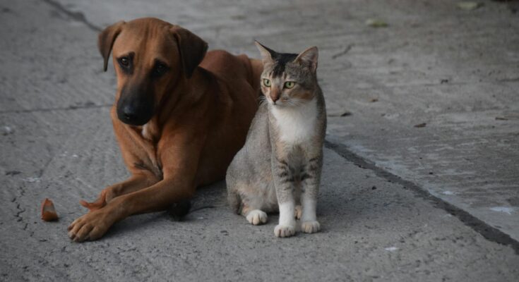 Dog lying down and cat sitting