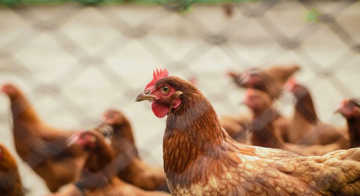 Brood of hen