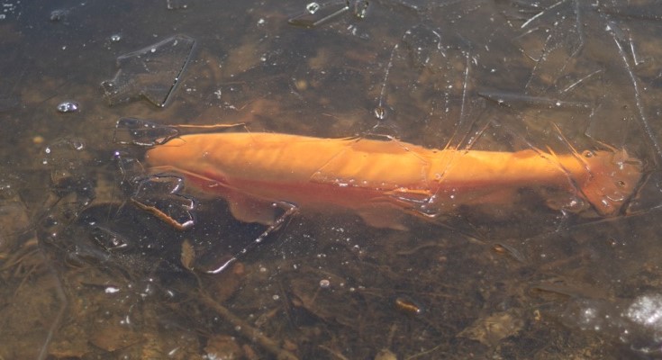 Trout Stocking