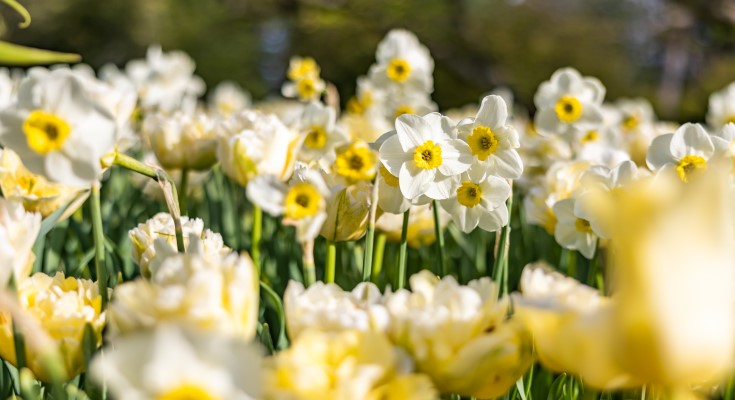 Spring Blooms