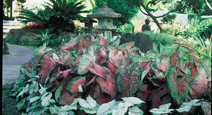 Caladium