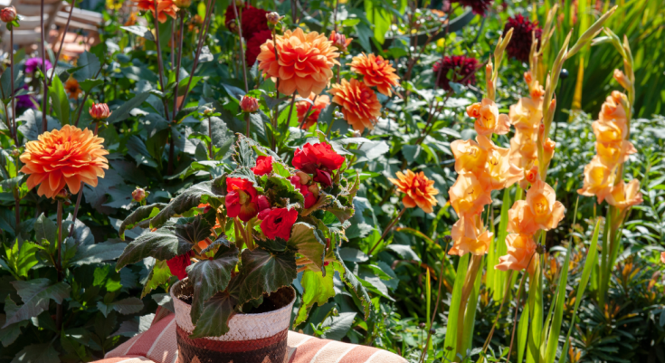 Deer Resistant Bulbs