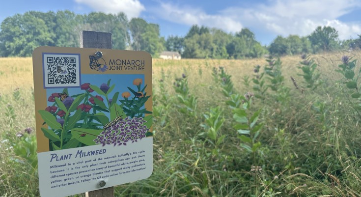 Pollinator Meadow