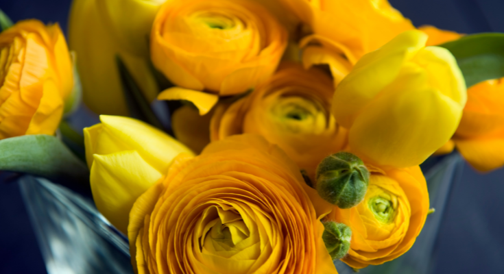 Ranunculus