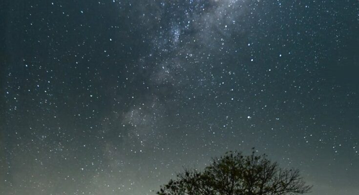 Tree on a grass field under a starry sky