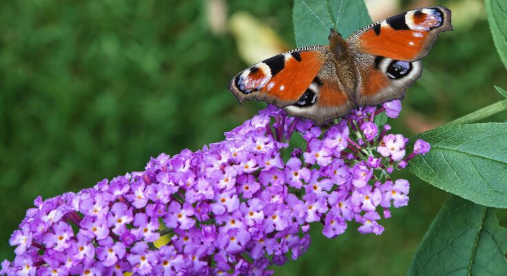 Butterfly bush