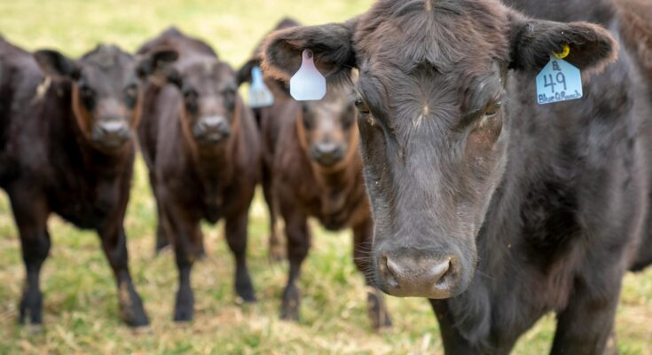 Group of cows on green grass field