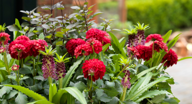 Summer-flowering bulbs in containers