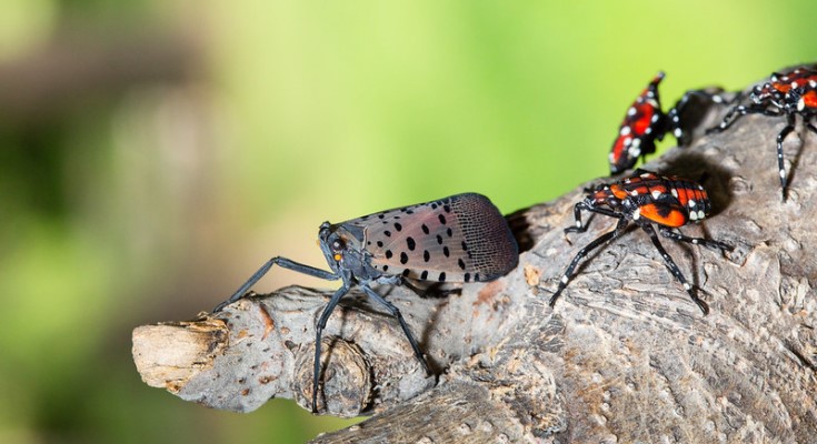 Spotted lanternfly