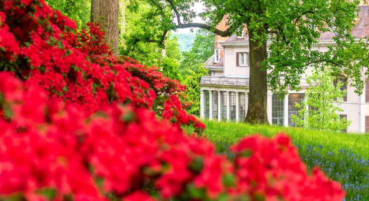 Azaleas in bloom at Winterthur Museum, Gardens & Library by Rob Cardillo