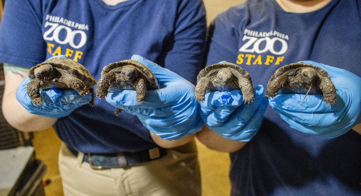 Hatchlings