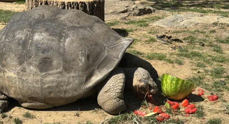 Philadelphia Zoo Debuts Tortoise Hatchlings