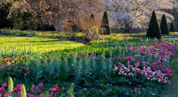 Tulips Take the Spotlight at Longwood Gardens