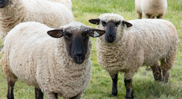 Sheep on green grass