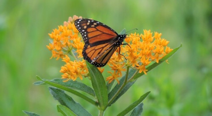 Milkweed serves as the host plant for monarch butterfly caterpillars