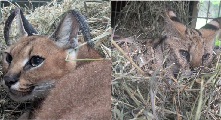 2 African Wildcats Rescued